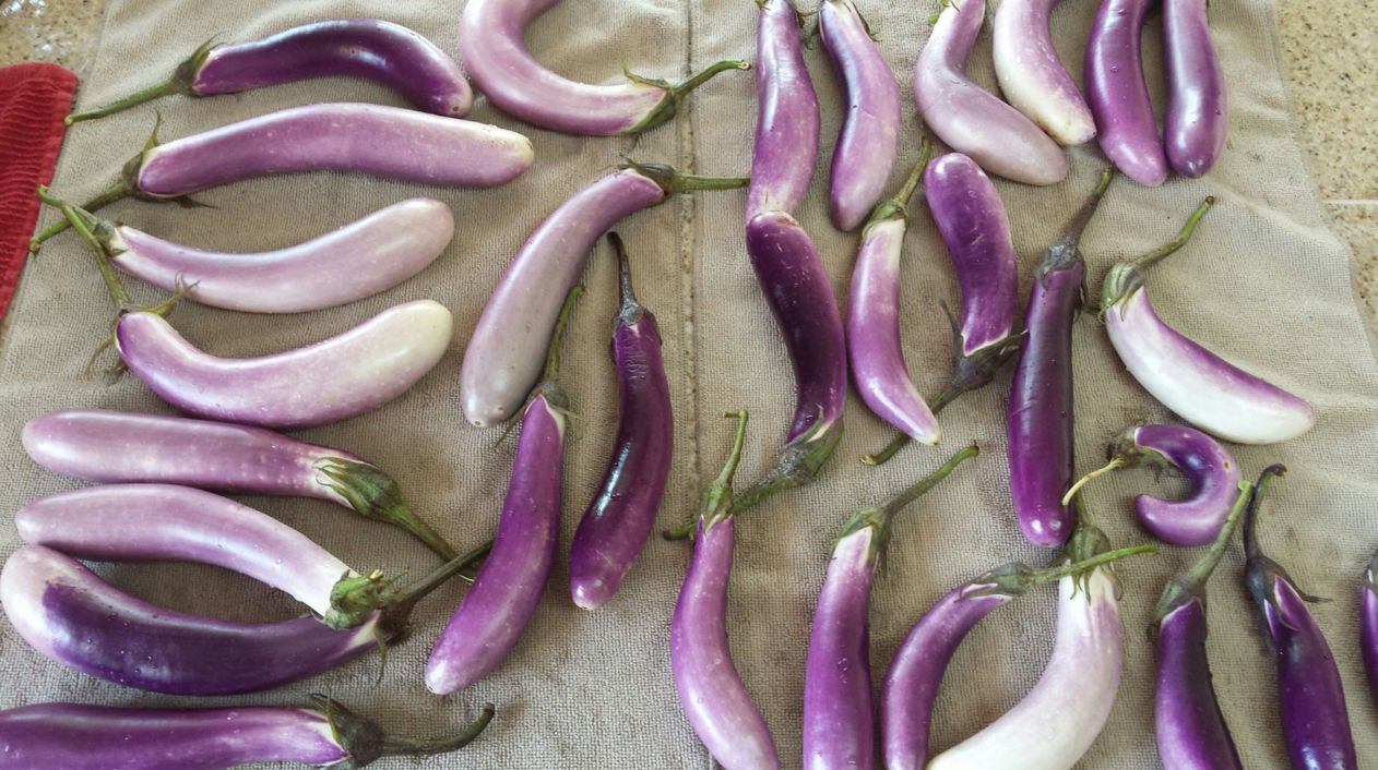 25 semillas de berenjena blanca y morada (Solanum melongena)