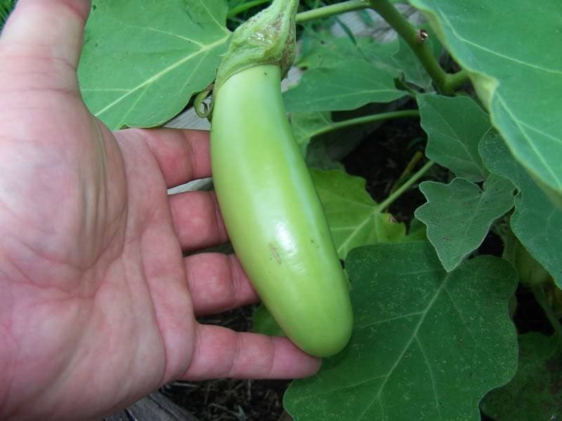 25 semillas de berenjena verde larga de Luisiana Solanum melongena