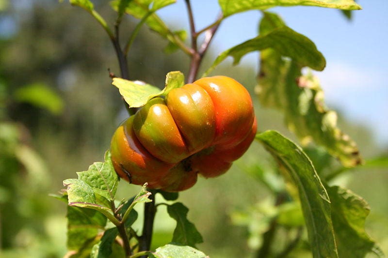 25 Semillas de hortalizas de frutas y hortalizas de naranja turca Scarlet Solanum Aethiopicum