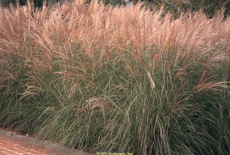 10 RED MAIDEN GRASS Miscanthus Sinensis Plumes Ornamental Flower Seeds