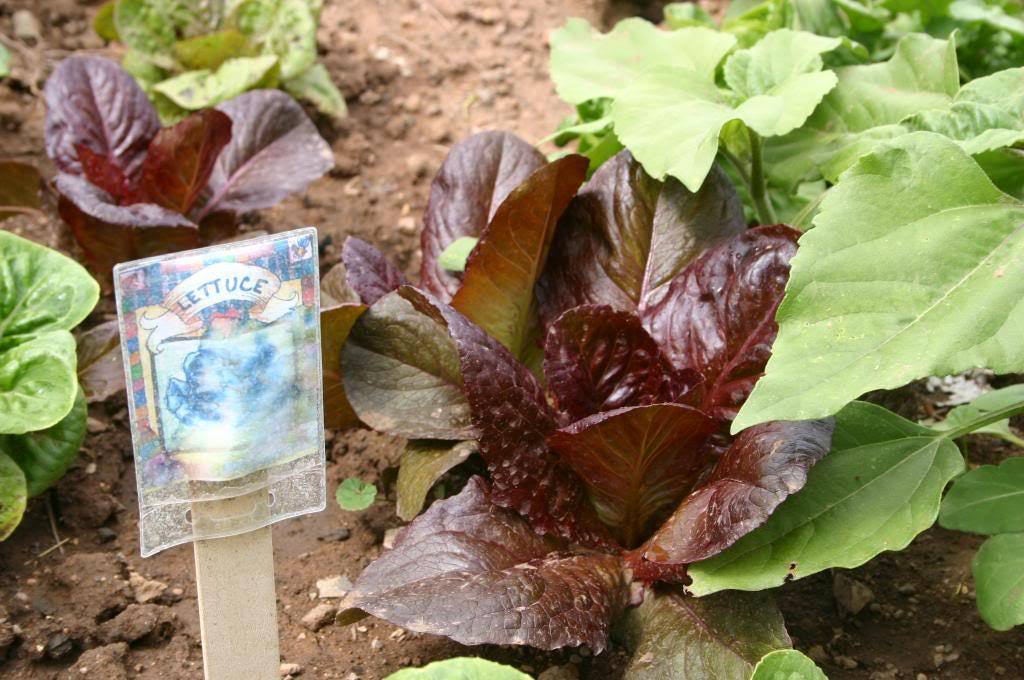 3000 Semillas de lechuga romana roja Lactuca sativa *Envío fijo
