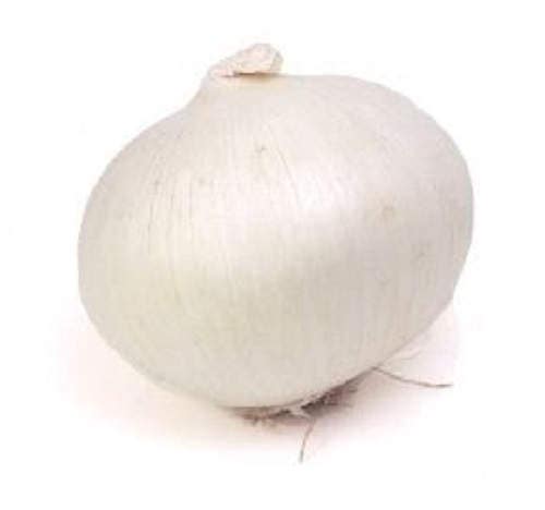 250 Semillas de cebolla eclipse, Allium cepa blanca dulce