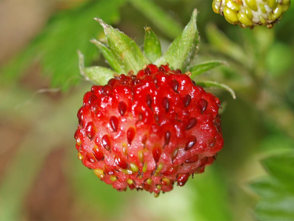 100 semillas de fresa Vesca Baron de Solemacher Berry Fragari