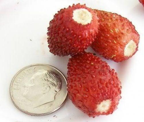 100 semillas de fresa Vesca Baron de Solemacher Berry Fragari