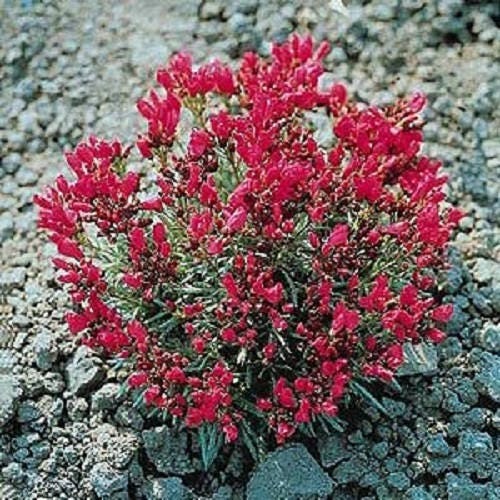 50 RED ROCK PURSLANE ' Ruby Tuesday ' Calandrinia Umbellata Flower Herb Seeds