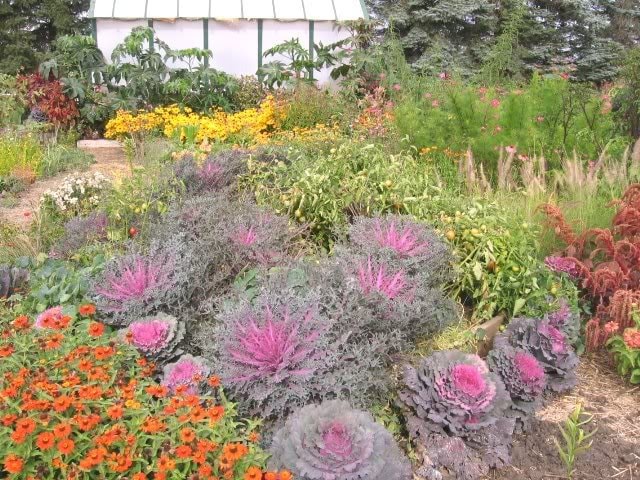 50 semillas de col ornamental mixta (Brassica oleracea)