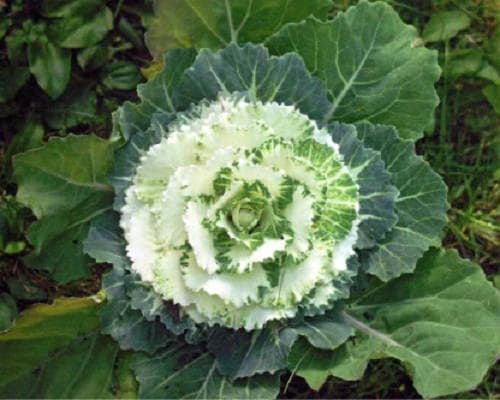 50 semillas de col ornamental mixta (Brassica oleracea)