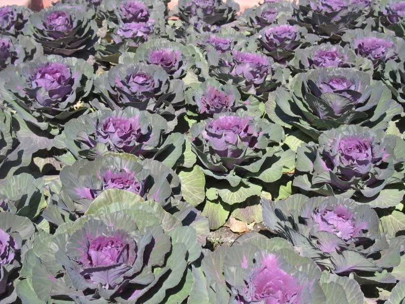 50 semillas de col ornamental mixta (Brassica oleracea)