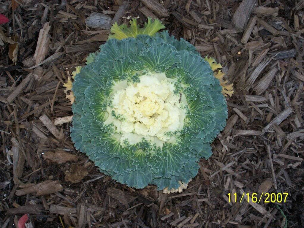 50 semillas de col ornamental mixta (Brassica oleracea)