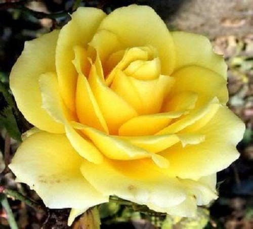 5 semillas de rosa amarilla, arbusto perenne.