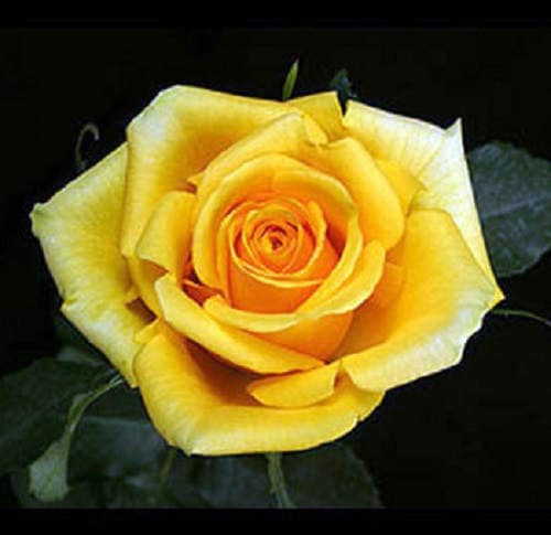 5 semillas de rosa amarilla, arbusto perenne.