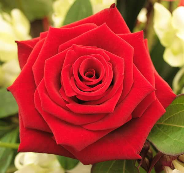 5 semillas de rosa roja, arbusto perenne