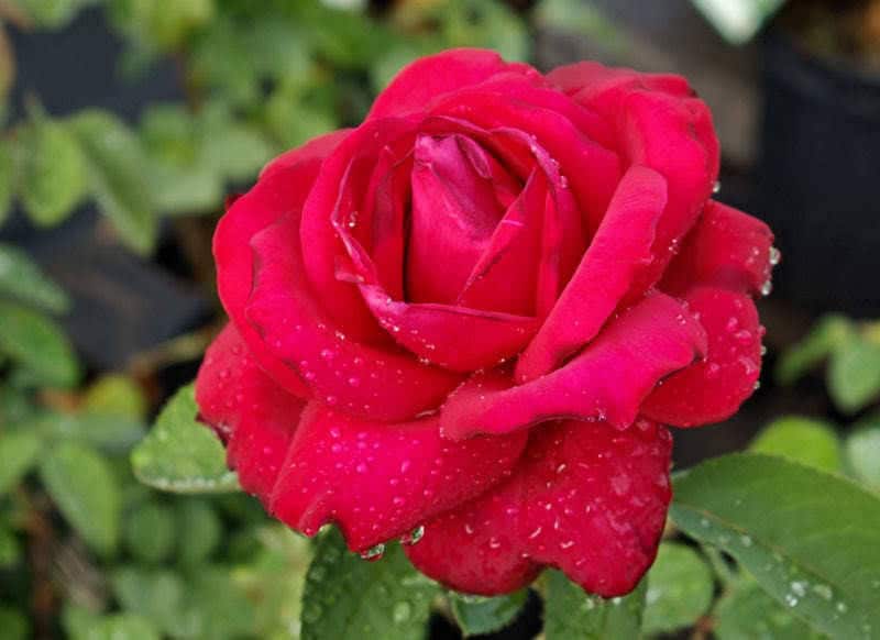 5 semillas de rosa roja, arbusto perenne