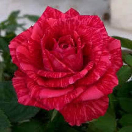 5 semillas de rosa roja, arbusto perenne