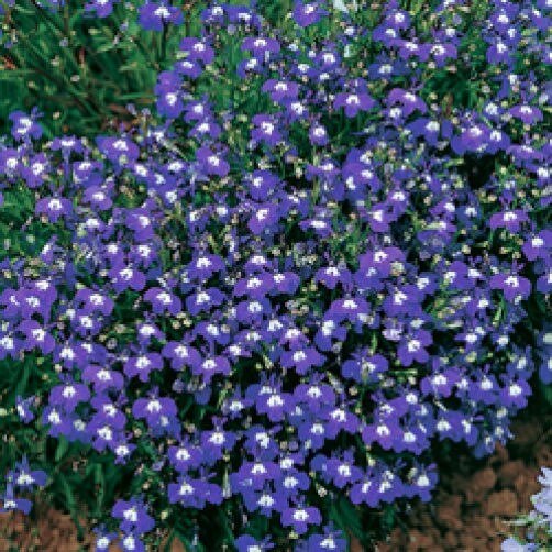 200 Lavender & White MRS CLIBRAN LOBELIA Erinus Flower Seeds
