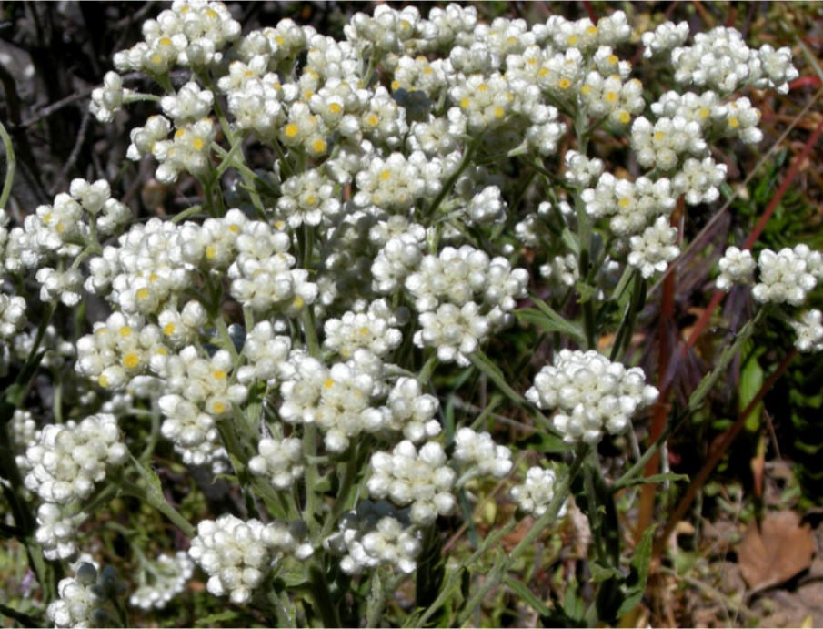 100 White SWEET EVERLASTING Gnaphalium Obtusifolium Butterfly Flower Herb Seeds