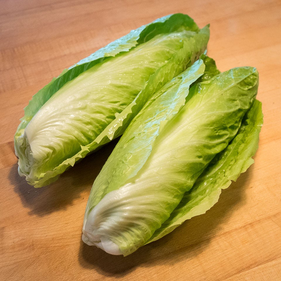 250 ENDIVIAS DE PAN DE AZÚCAR Radicchio Escarola Cichorium Intybus Semillas de hortalizas verdes