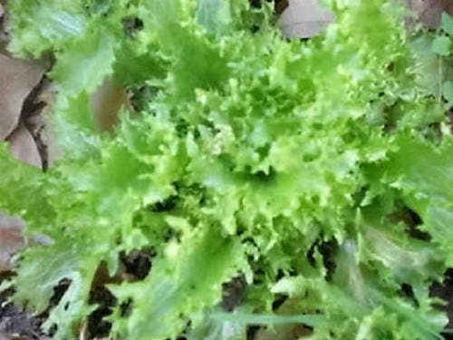 1000 SALAD KING ENDIVE Italian Chicory Greens Cichorium Endivia Vegetable Seeds