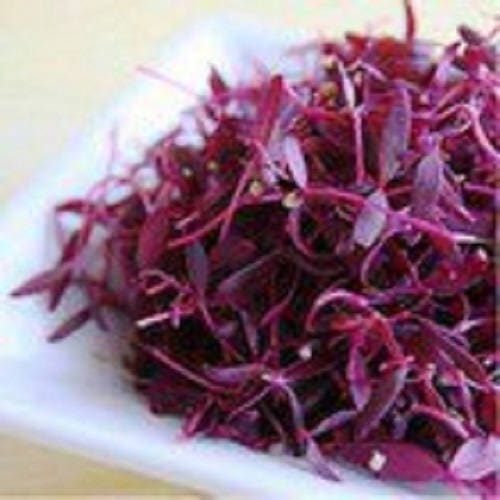 500 RED GARNET AMARANTH Amaranthus Tricolor Vegetable Flower Seeds