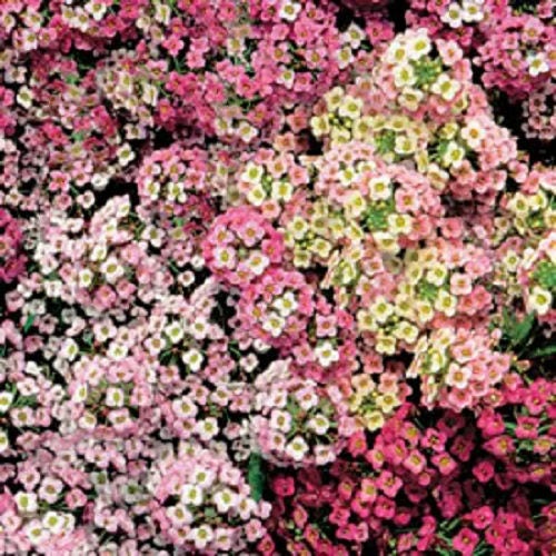 500 semillas de flores de Lobularia Maritima, mezcla de ALYSSUM PASTEL ALFOMBRA dulce