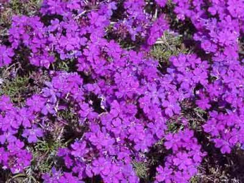 500 Purple HARDY MOSS VERBENA Tenuisecta Fragrant Flower Seeds