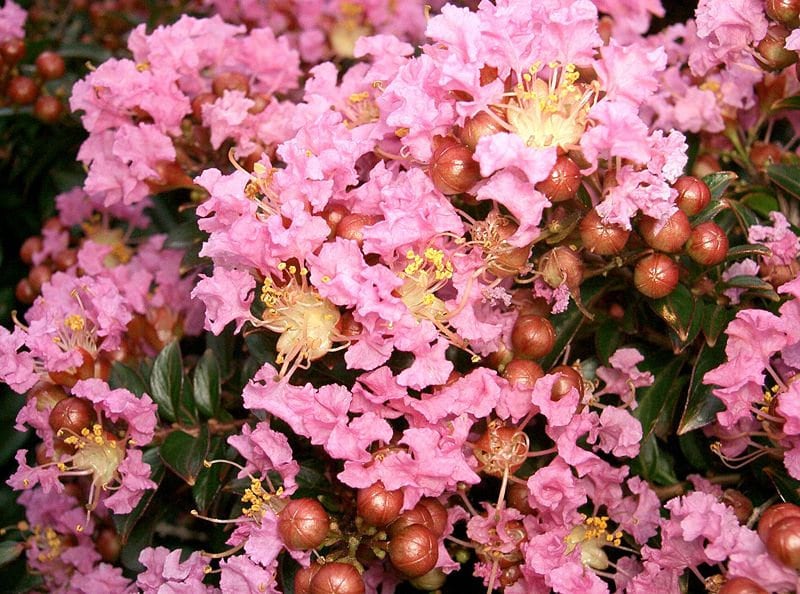 35 semillas de flores de crepe myrtle rosa claro, arbusto de crepe, Lagerstroemia Indica