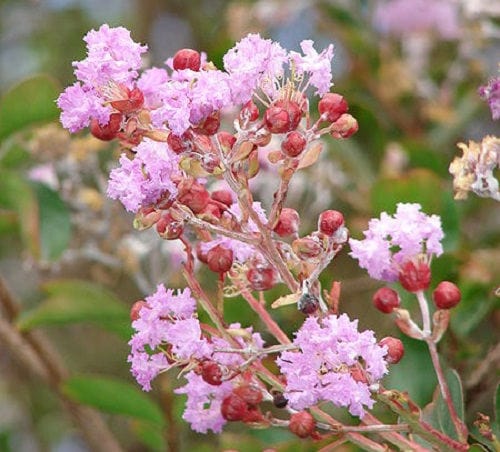 35 semillas de flores de crepe myrtle rosa claro, arbusto de crepe, Lagerstroemia Indica