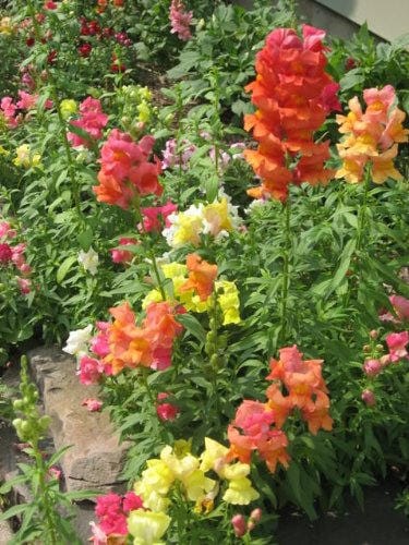 2000 semillas de flores de Antirrhinum Majus (mezcla de corona de boca de dragón)