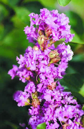 35 semillas de CREPE MYRTLE (Lagerstroemia Indica), arbusto floreciente, árbol pequeño, color lila y morado claro