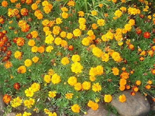 250 semillas de flores de Tagetes erecta de colores mixtos de CALÉNDULA AFRICANA CRACKERJACK