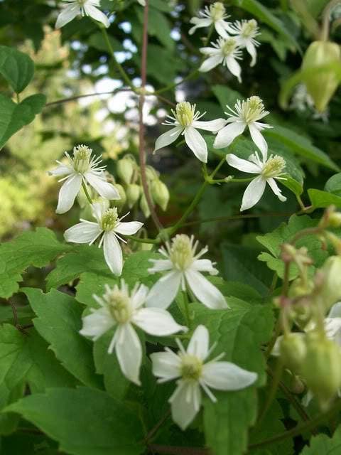 20 semillas de CLEMÁTIDE BLANCA Virginiana / Virgins Bower Flower Vine