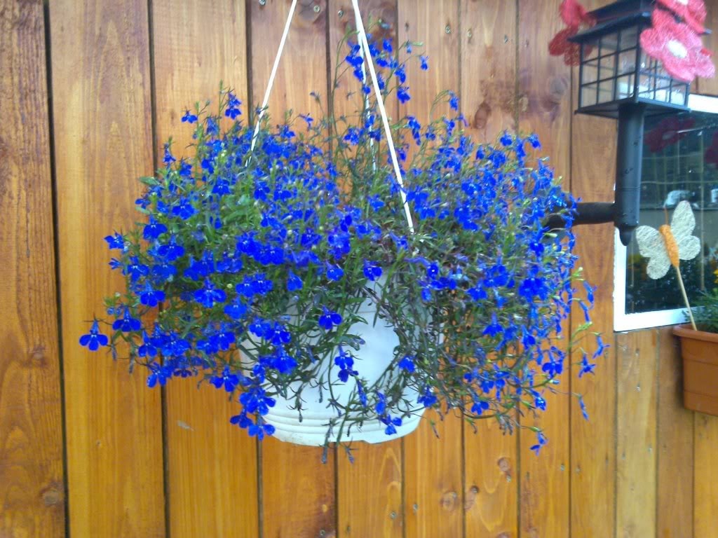 200 BLUE SAPPHIRE LOBELIA Erinus Trailing for Planters or Groundcover Flower Seeds