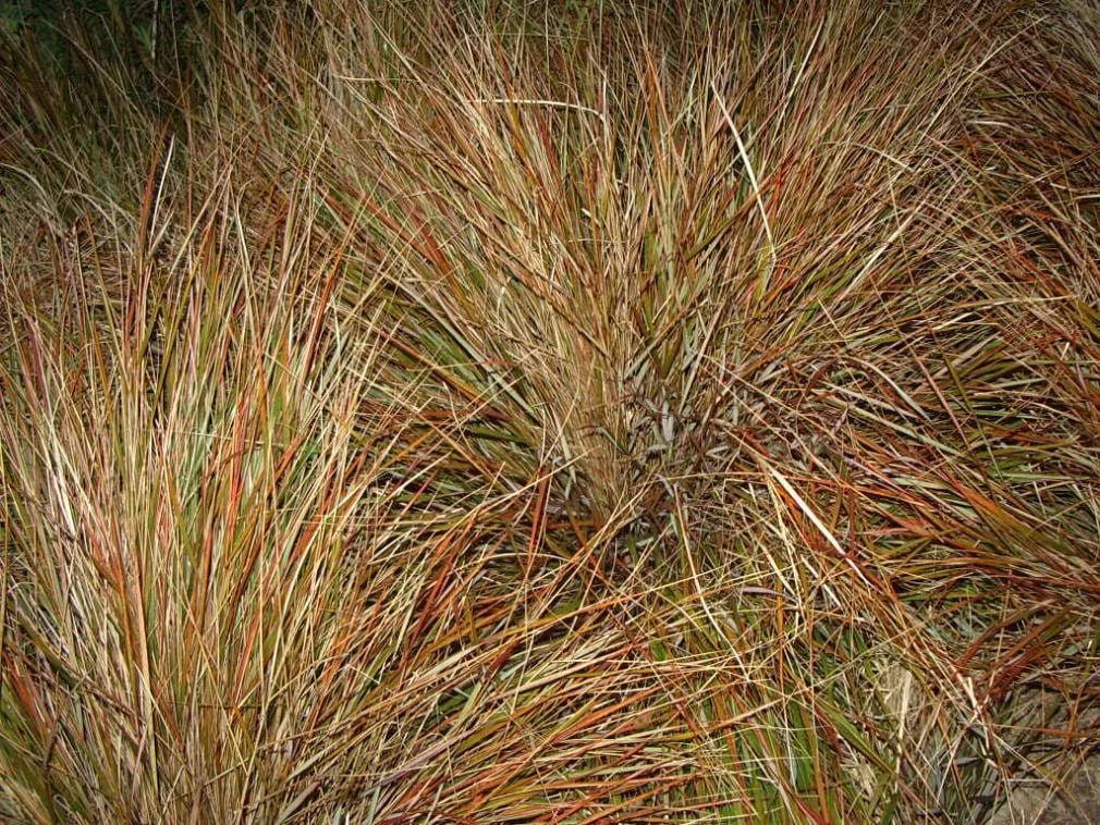 50 semillas de hierba de cola de faisán, caña de plumas, Stipa arundinacea syn. Anemanthele Lessoniana, de Nueva Zelanda, para césped ornamental.