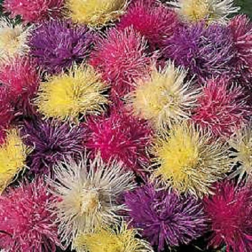 50 semillas de flores mixtas de pluma de avestruz, aster, araña de plumas, Callistephus chinensis