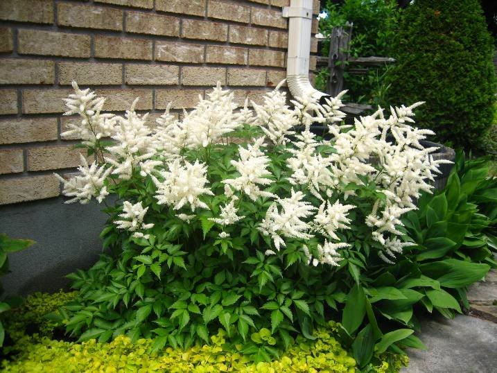 50 colores mixtos ASTILBE BUNTER Astilbe Simplicifolia Tono Rojo Blanco Púrpura Rosa Semillas de flores