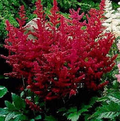 50 colores mixtos ASTILBE BUNTER Astilbe Simplicifolia Tono Rojo Blanco Púrpura Rosa Semillas de flores