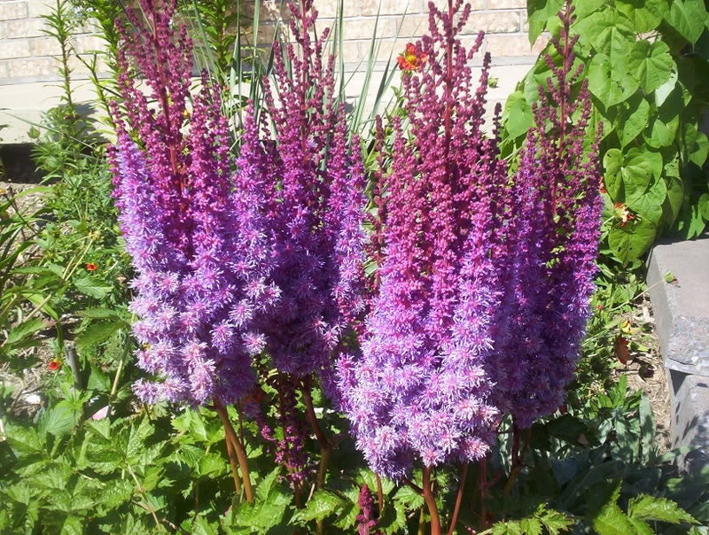 50 colores mixtos ASTILBE BUNTER Astilbe Simplicifolia Tono Rojo Blanco Púrpura Rosa Semillas de flores
