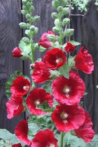 50 colores mezclados HOLLYHOCK COUNTRY ROMANCE Mezcla de semillas de flores de Alcea Rosea