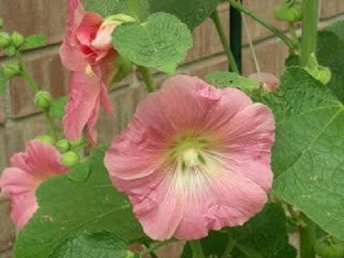 50 colores mezclados HOLLYHOCK COUNTRY ROMANCE Mezcla de semillas de flores de Alcea Rosea