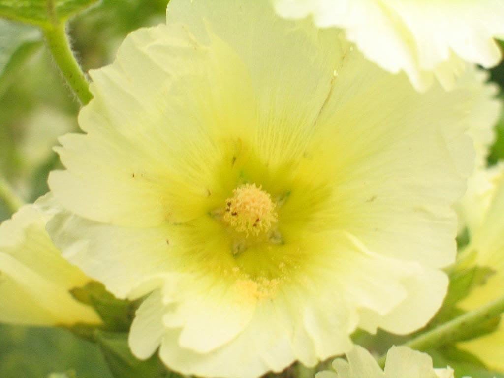 50 colores mezclados HOLLYHOCK COUNTRY ROMANCE Mezcla de semillas de flores de Alcea Rosea