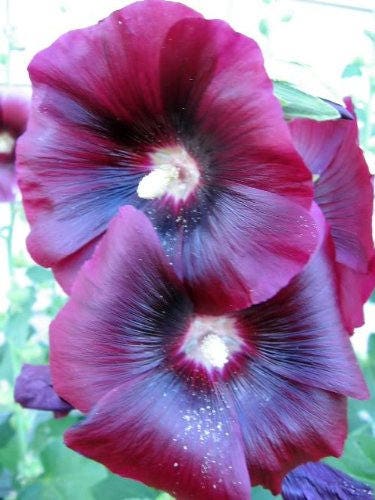 50 colores mezclados HOLLYHOCK COUNTRY ROMANCE Mezcla de semillas de flores de Alcea Rosea