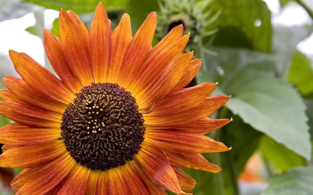 25 semillas de flores de girasol de manta india Helianthus annuus de colores mixtos