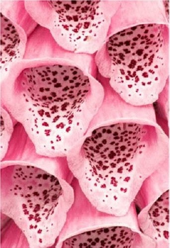 1000 FOXGLOVE EXCELSIOR MIX Digitalis Purpurea Mixed Colors Flower Seeds