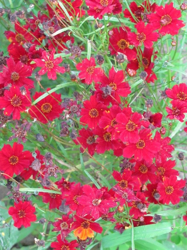 50 semillas de flores de caoba enana roja (COREOPSIS Tinctoria)