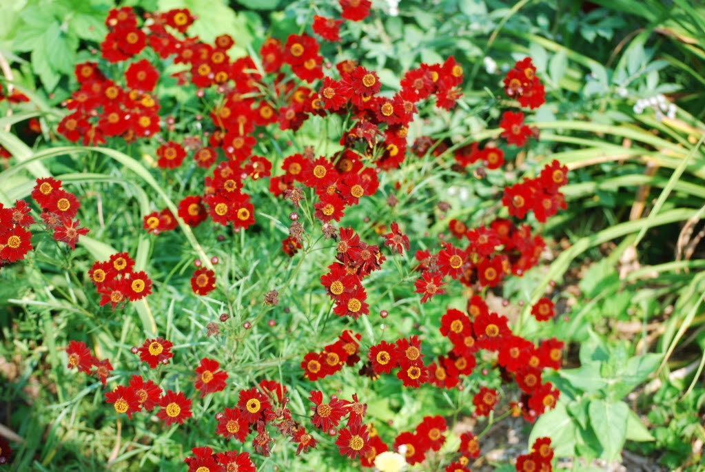 50 semillas de flores de caoba enana roja (COREOPSIS Tinctoria)