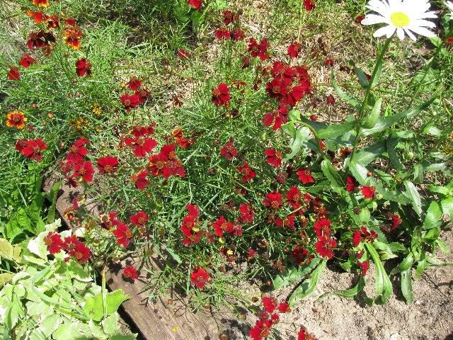 50 semillas de flores de caoba enana roja (COREOPSIS Tinctoria)