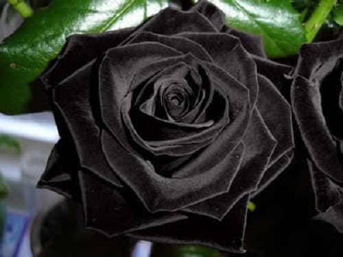 5 semillas de rosal perenne (rosa negra)