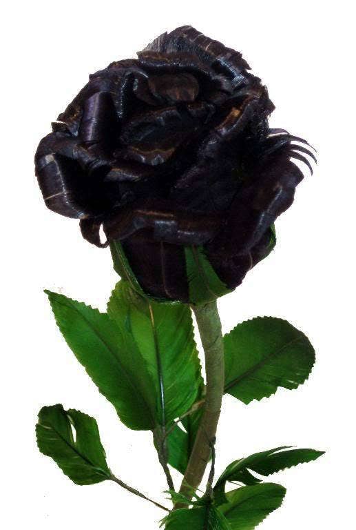5 semillas de rosal perenne (rosa negra)