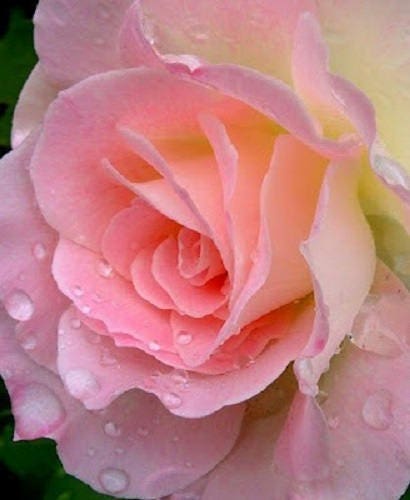 5 semillas de rosa rosa, arbusto perenne