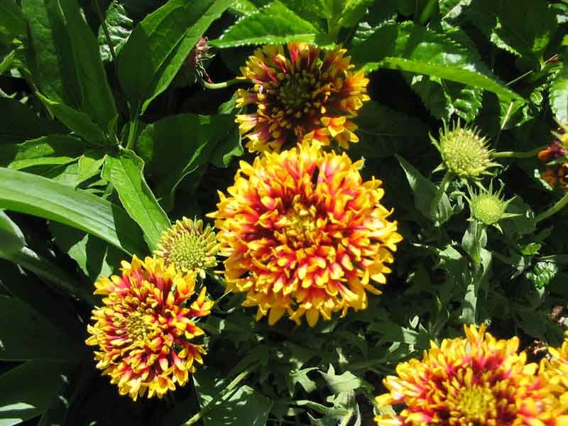 30 semillas de flor de manta india SUNDANCE BICOLOR GAILLARDIA Pulchella